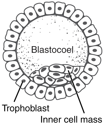 black and white illustration showing the Blastocoel, Inner Cell Mass, and Trophoblast