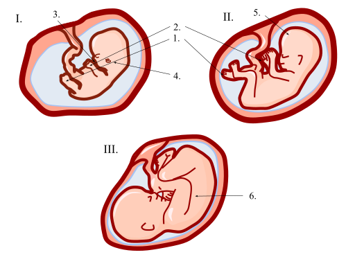 illustration of the fetus at each of the three stages
