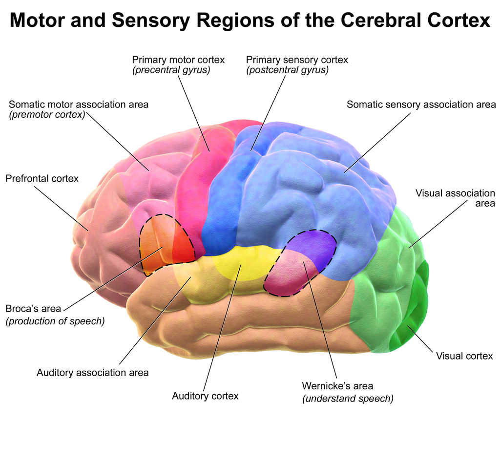 sideview illustration of brain motor and sensory regions
