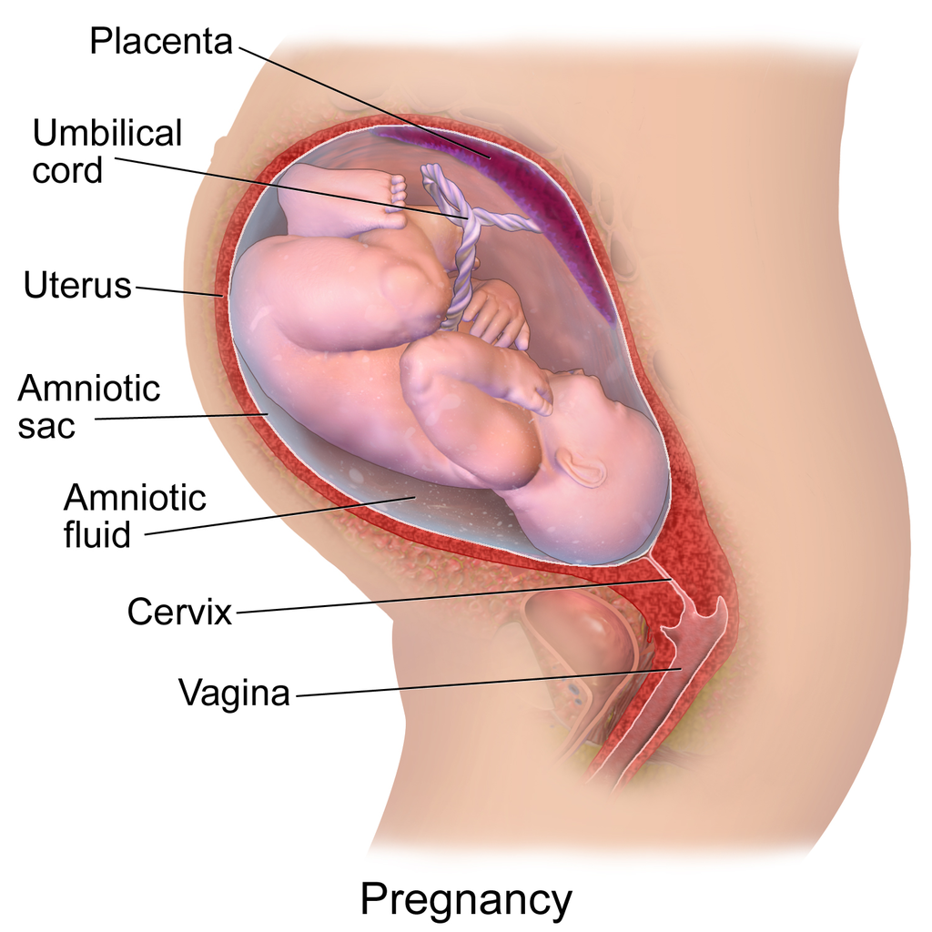 image illustrates how the umbilical cord connects the baby to the placenta.