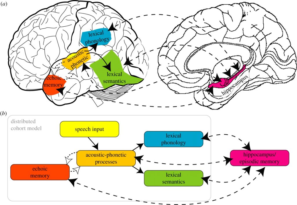 Diagram of neural and functional organization of systems involved in representing and learning spoken words