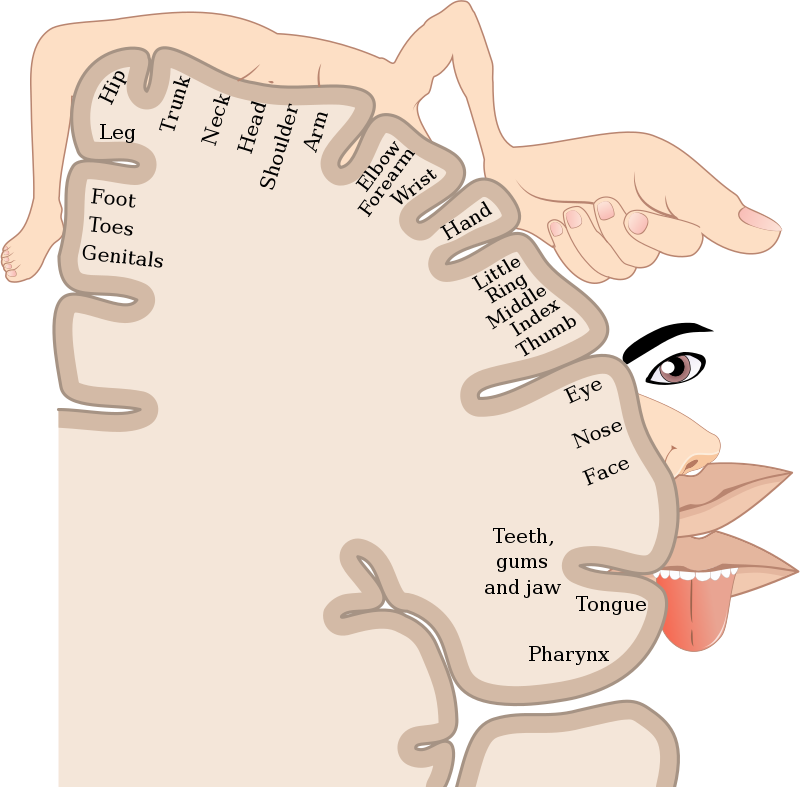 Diagram of Sensory Homunculus