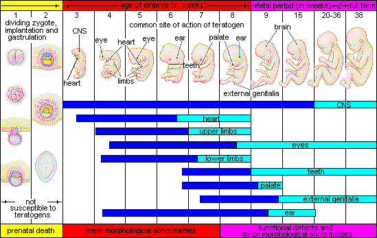 chart of teratogens and timing of their effects on prenatal development.