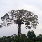 photo of a tall tree in the center that towered over the rest of the shorter trees of the jungle.