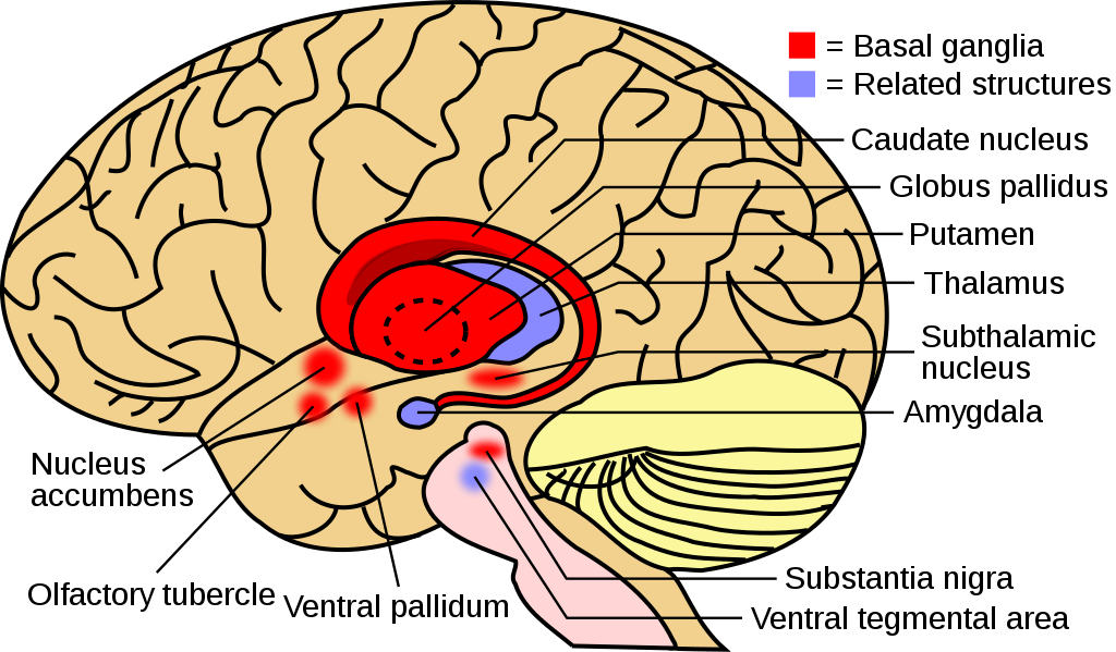 Image of the Basal Ganglia and related structures