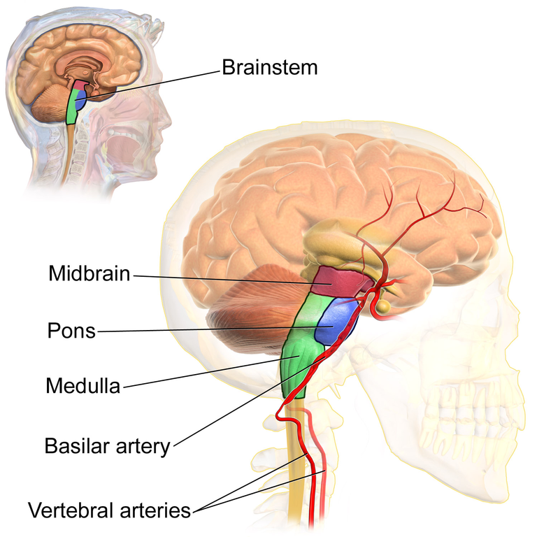 Image of the brainstem and its component substructures