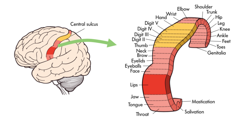 image of the brain central sulcus