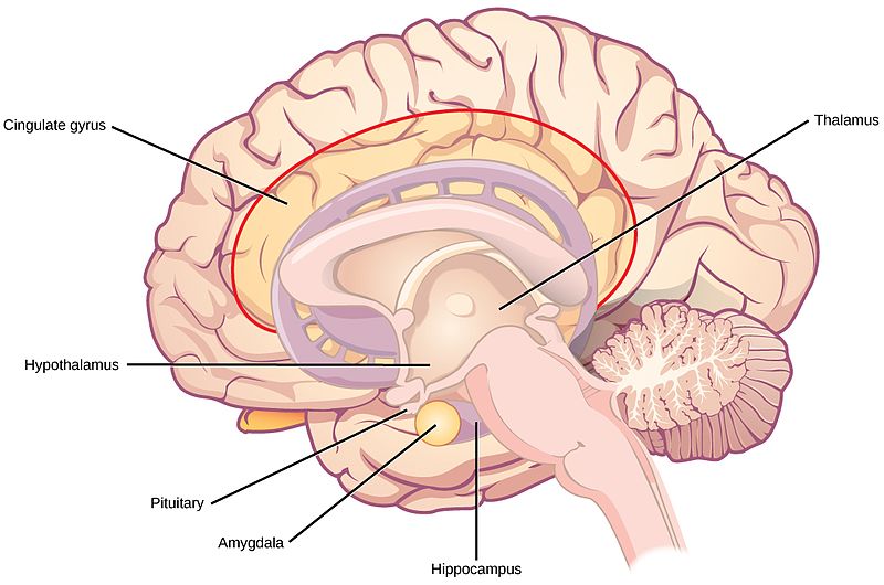 Image of the limbic system and the interior of the brain.