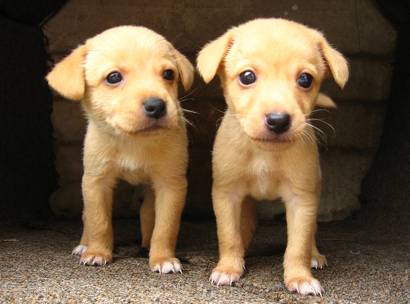 Photo of two puppies