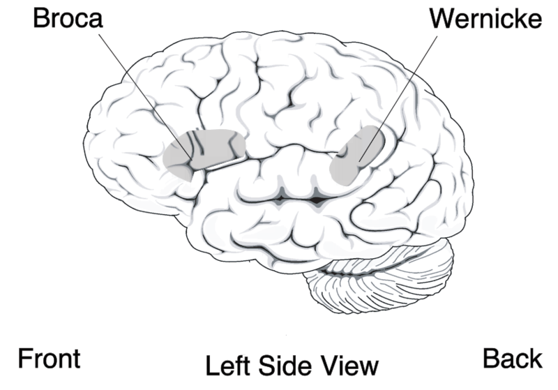 Drawing of Broca's Brain from the left side view.