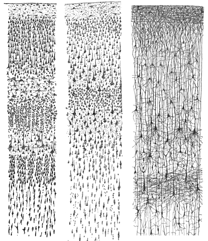 Drawing of the three layers of the Cajal cortex
