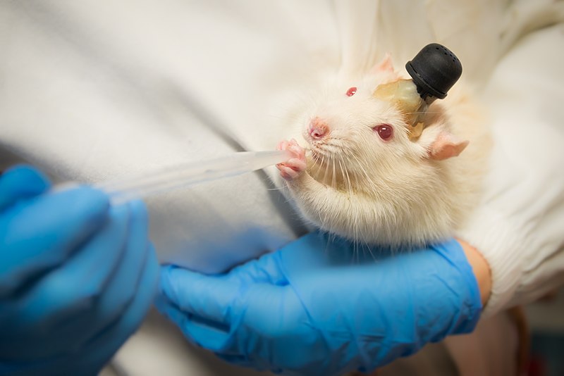 Picture of a laboratory rat.
