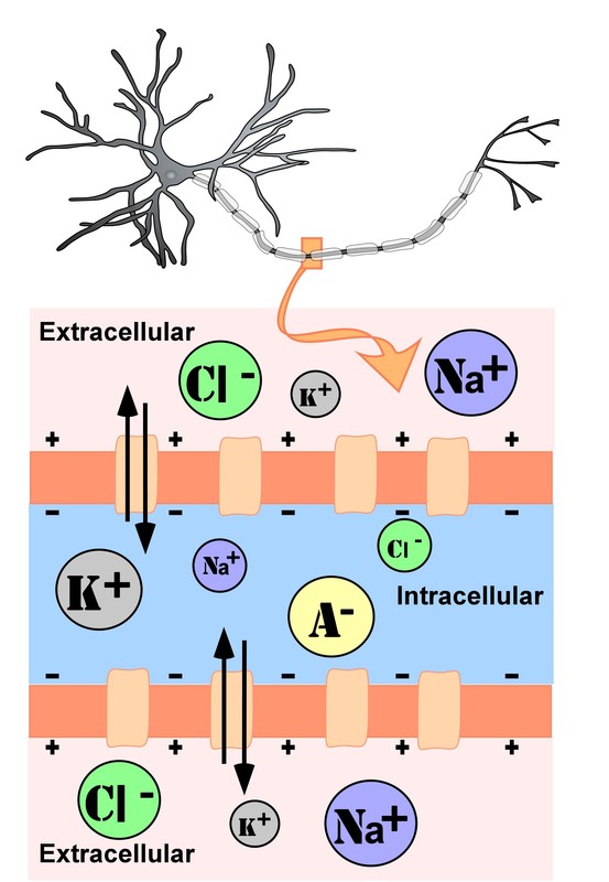 Drawing of ion concentrations inside (intracellular) and outside (extracellular) a neuron in the unmylenated segment of the axon.