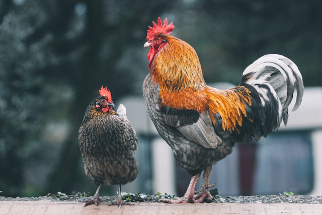 Image of a rooster versus a hen.