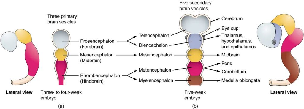 Illustration of the primary and secondary vesicle stages of development