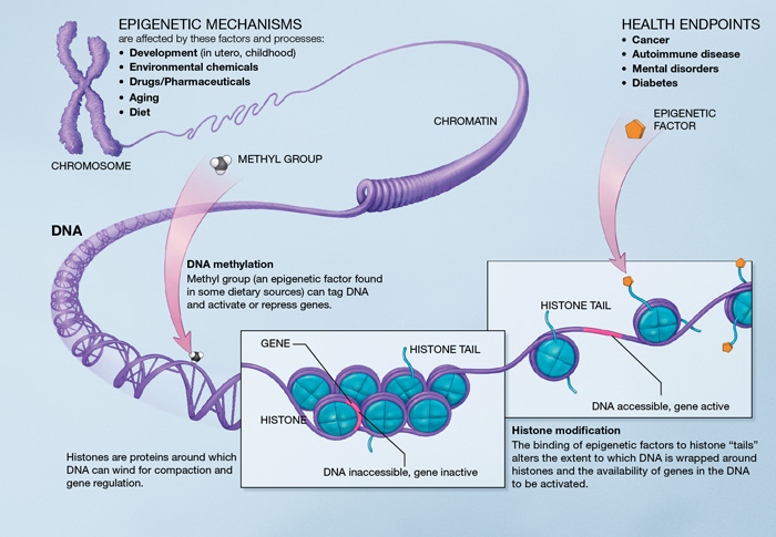 Illustration of the epigenetic mechanisms can affect health endpoints