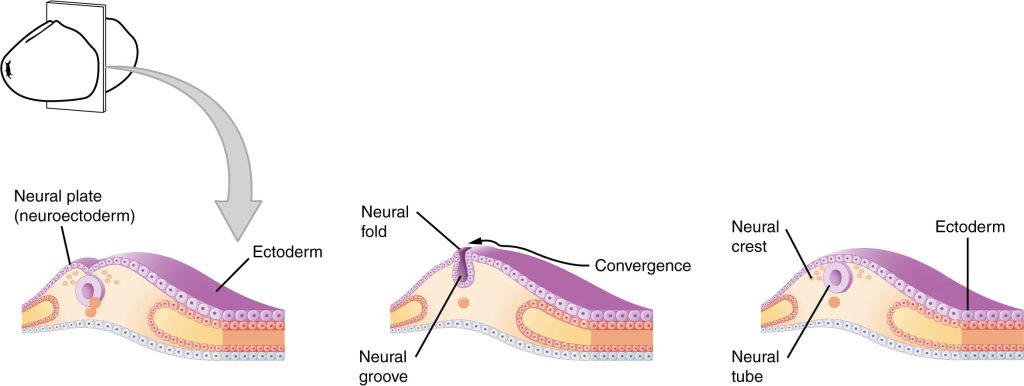 Cross section drawing of the early embryonic development of nervous system.