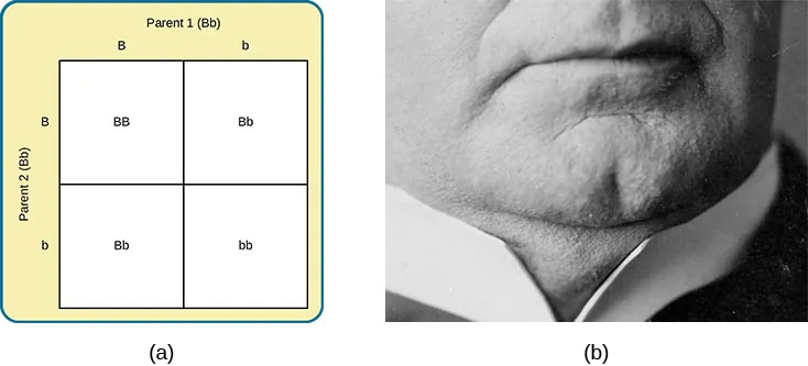 Images of a Punnett square versus cleft chin