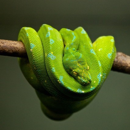 Photo of a snake coiled on a tree branch.