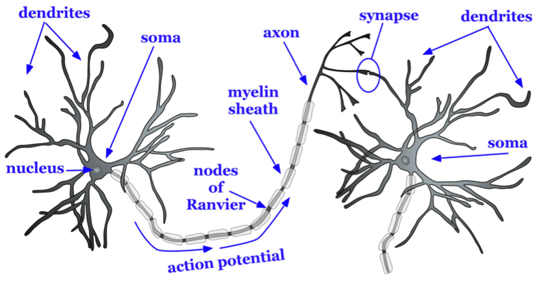 Drawing of the basic structure of the neuron