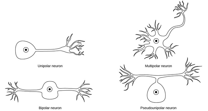 Illustrations of the Types of Neurons: (1) unipolar, (2) bipolar, (3) multipolar, and (4) pseudounipolar.