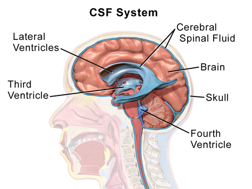 The cerebrospinal fluid (CSF) system. CSF is produced in four ventricles (e.g., two lateral ventricles, the third ventricle, and the fourth ventricle) via a tissue known as choroid plexus. By filling in the subarachnoid space surrounding the brain, the brain is essentially suspended by CSF and afforded an additional layer of protection from potential injuries to the skull.
