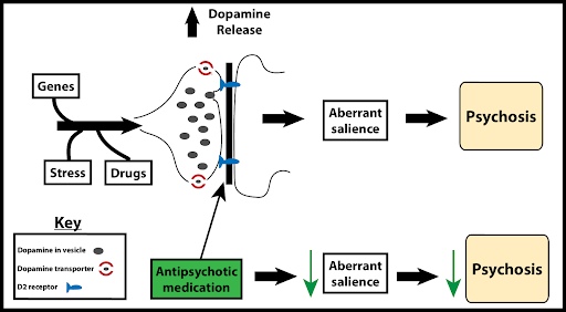 Diagram of the dopamine release pathway