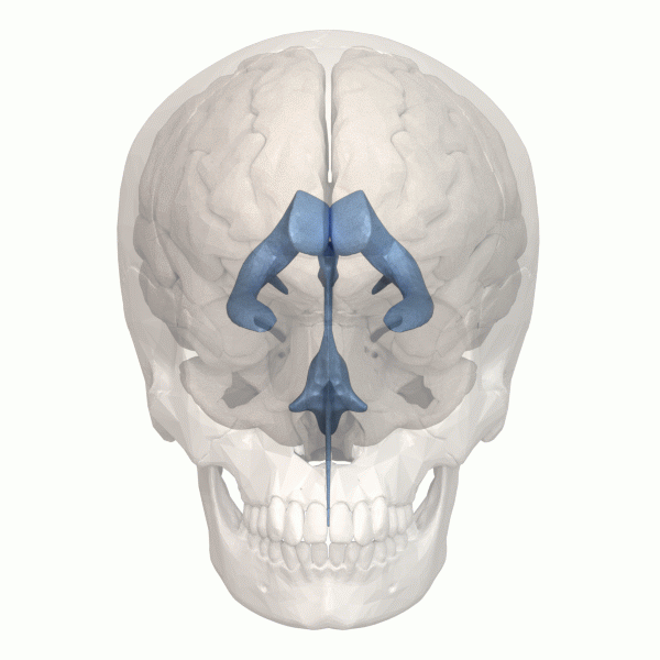 Rotating 3D rendering of the ventricles.
