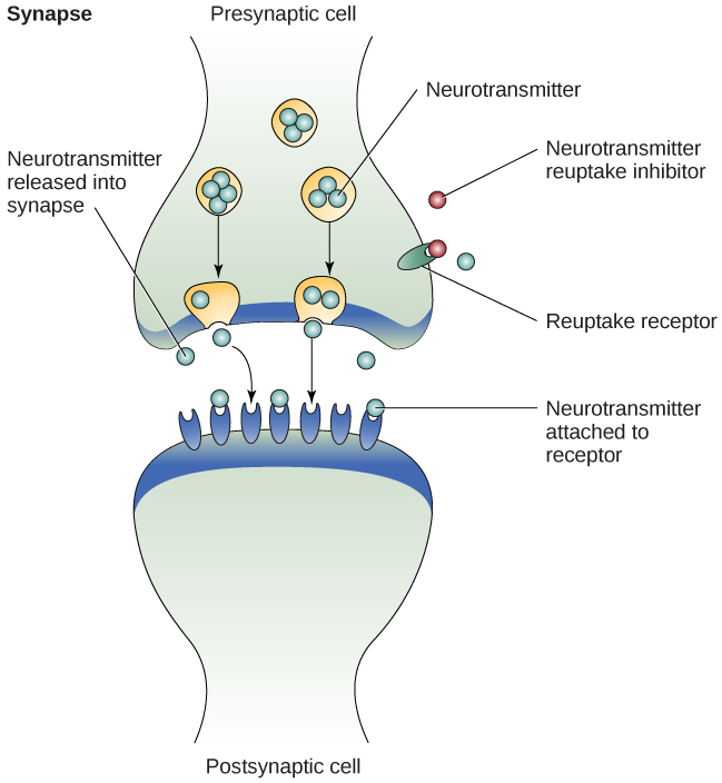 Diagram of neurotransmitters released into synapse and attached to receptors.