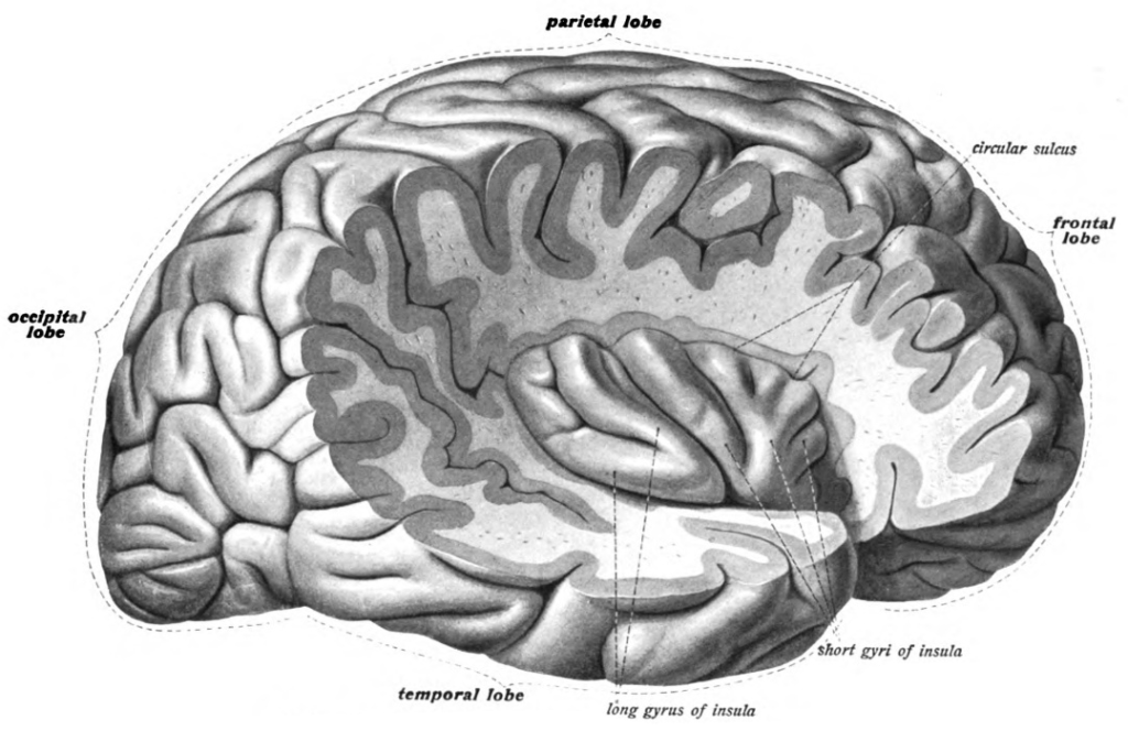 Black and white diagram of a brain from 1908