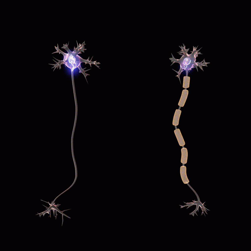 animation of myelinated neurons (right) is faster than in unmyelinated neurons (left) because of saltatory conduction.