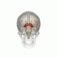 spinning animation of a human skull with the Thalamus indicated in red (center).