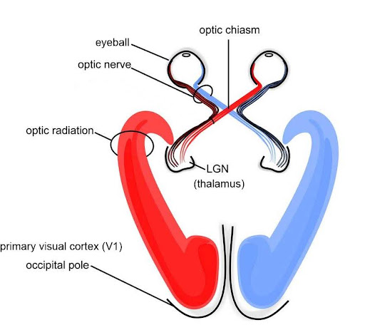 Diagram of the visual pathway from the eyes through the thalamus to the visual cortex.