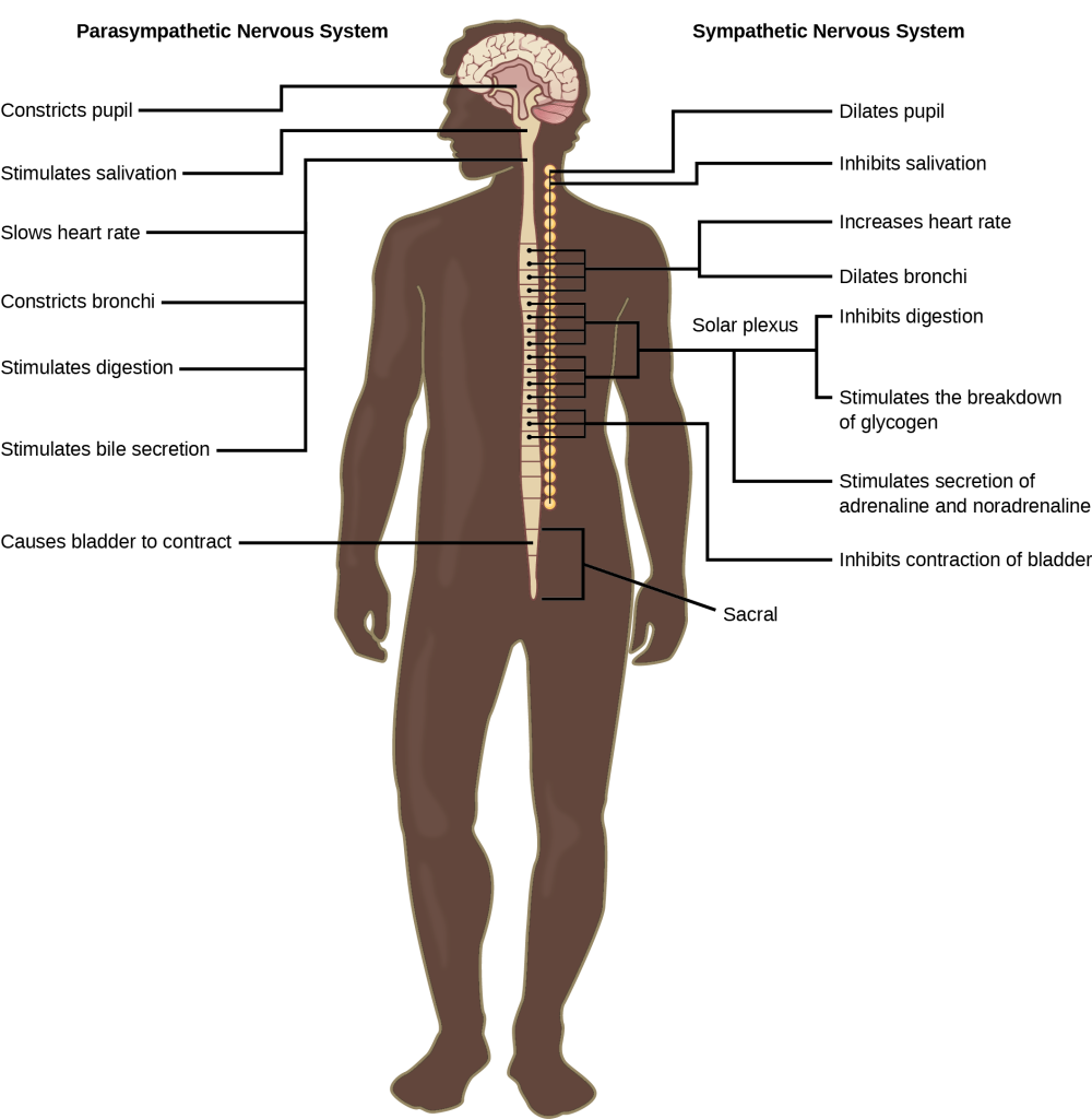 Diagram of the sympathetic and parasympathetic nervous systems.