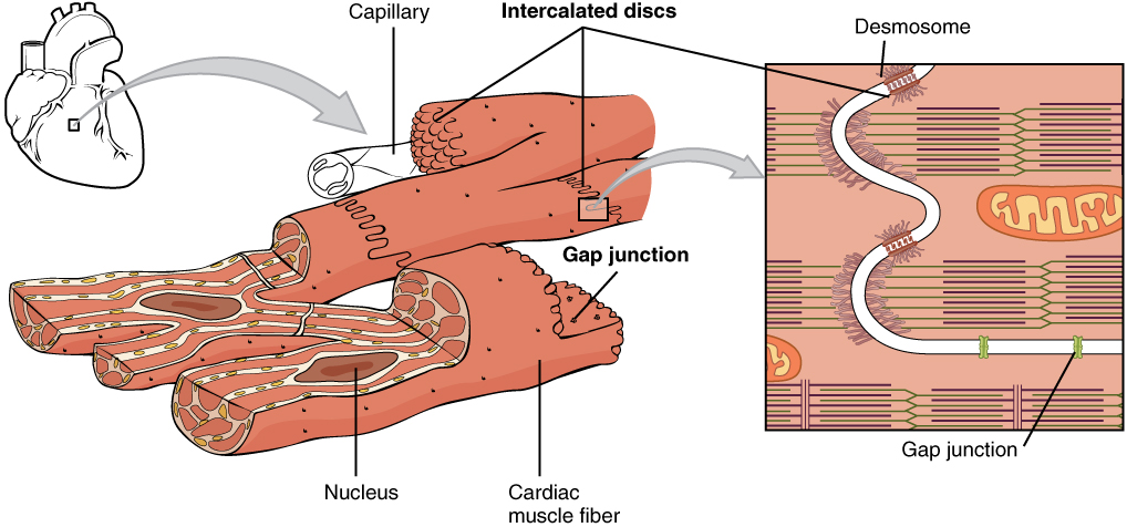 This diagram displays the unique structure of cardiac muscle tissue, highlighting key features such as the intercalated discs, which are specialized connections between cells that allow for synchronized contractions. The striations typical of muscle tissue are also visible, as are individual muscle fibers. The nucleus of each muscle cell is labeled, showing how they contribute to the contractile properties of the heart.