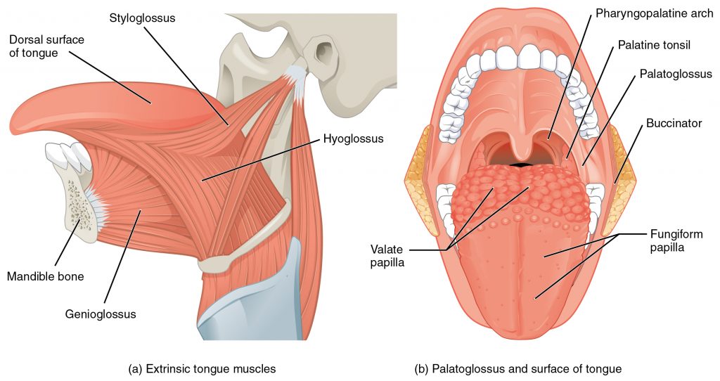 This image labels muscles such as the genioglossus, styloglossus, and hyoglossus, which are responsible for tongue movement. The diagram highlights how these muscles enable speech, chewing, and swallowing.