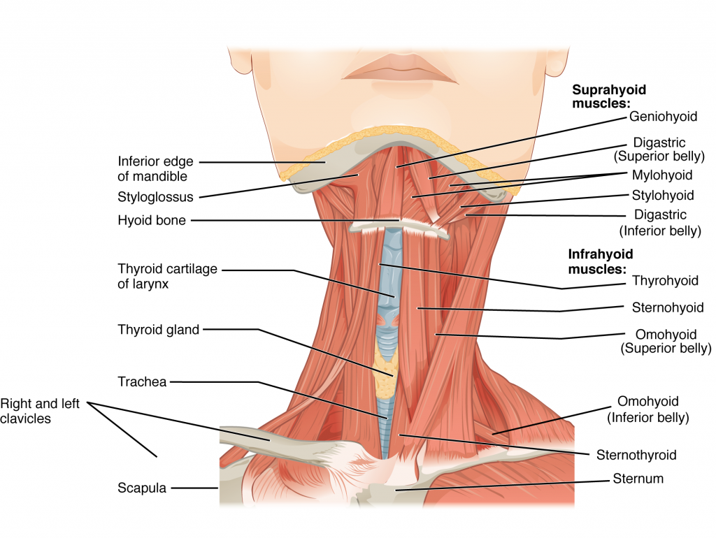 The anterior muscles of the neck facilitate swallowing and speech. The suprahyoid muscles originate from above the hyoid bone in the chin region. The infrahyoid muscles originate below the hyoid bone in the lower neck.