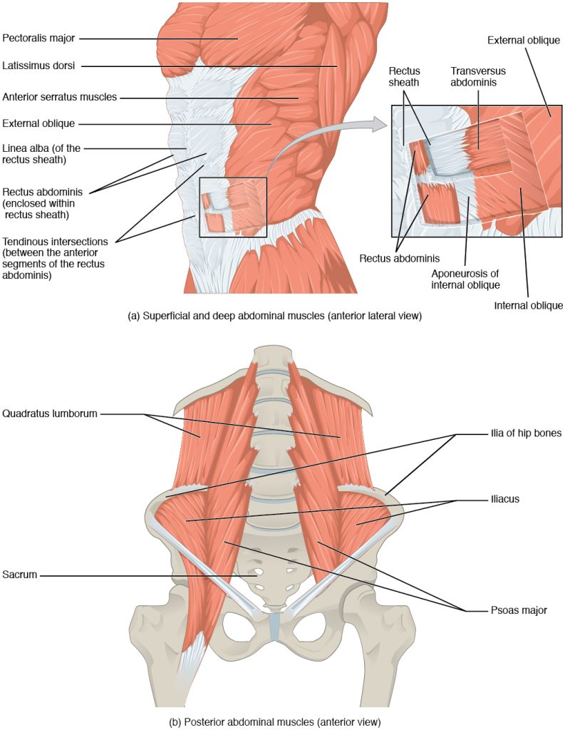 (a) The anterior abdominal muscles include the medially located rectus abdominis, which is covered by a sheet of connective tissue called the rectus sheath. On the flanks of the body, medial to the rectus abdominis, the abdominal wall is composed of three layers. The external oblique muscles form the superficial layer, while the internal oblique muscles form the middle layer, and the transverses abdominus forms the deepest layer. (b) The muscles of the lower back move the lumbar spine but also assist in femur movements.