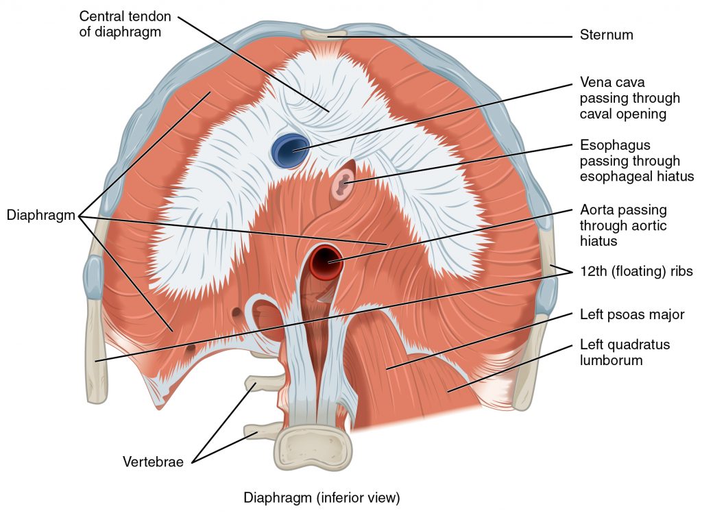 The image shows the diaphragm, a dome-shaped muscle located below the lungs. The diagram highlights the central tendon, costal and lumbar attachments, and how the diaphragm separates the thoracic cavity from the abdominal cavity. Arrows indicate the movement of the diaphragm during inhalation and exhalation.