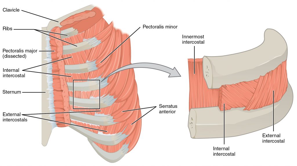 This diagram labels key structures such as the ribs, sternum, and major muscles like the intercostals and diaphragm. It highlights the thorax's role in protecting vital organs like the heart and lungs, and its function in respiration.