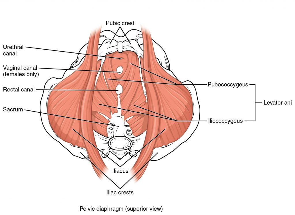 The diagram labels key muscles such as the levator ani and coccygeus, which provide support for the pelvic organs and assist in controlling bladder and bowel movements.