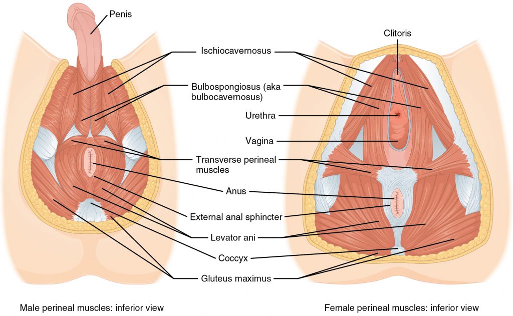 This image labels the muscles in the pelvic region, such as the bulbospongiosus, ischiocavernosus, and levator ani. It highlights their function in supporting pelvic organs and assisting in actions like urination and childbirth.