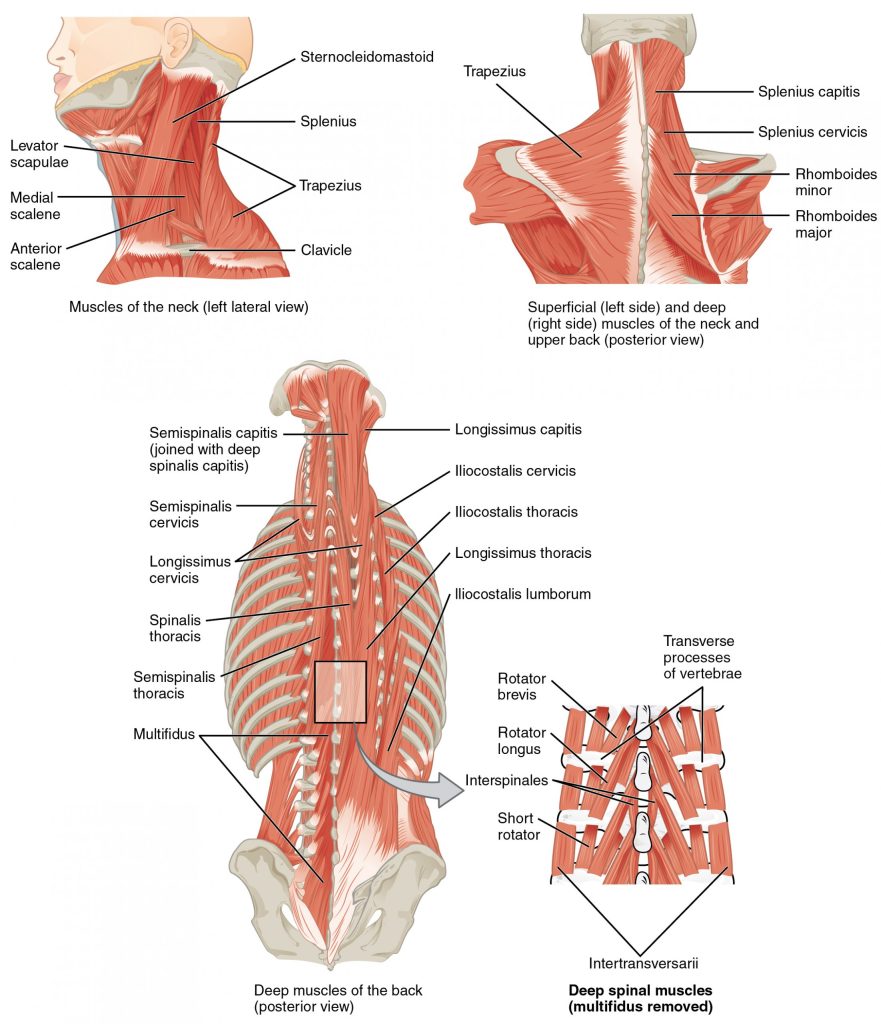 This image labels key muscles such as the trapezius, sternocleidomastoid, and levator scapulae. The diagram highlights the role of these muscles in supporting the head, shoulders, and upper back.