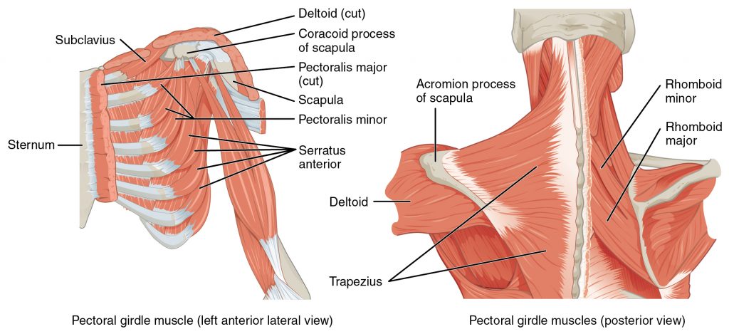 The image labels muscles such as the trapezius, rhomboids, and serratus anterior, which support and move the scapula and clavicle. The diagram explains their role in stabilizing the shoulder and enabling arm movement.