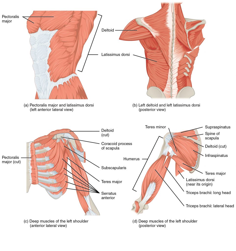 (a, c) The muscles that move the humerus anteriorly are generally located on the anterior side of the body and originate from the sternum (e.g., pectoralis major) or the anterior side of the scapula (e.g., subscapularis). (b) The muscles that move the humerus superiorly generally originate from the superior surfaces of the scapula and/or the clavicle (e.g., deltoids). The muscles that move the humerus inferiorly generally originate from middle or lower back (e.g., latissiumus dorsi). (d) The muscles that move the humerus posteriorly are generally located on the posterior side of the body and insert into the scapula (e.g., infraspinatus).