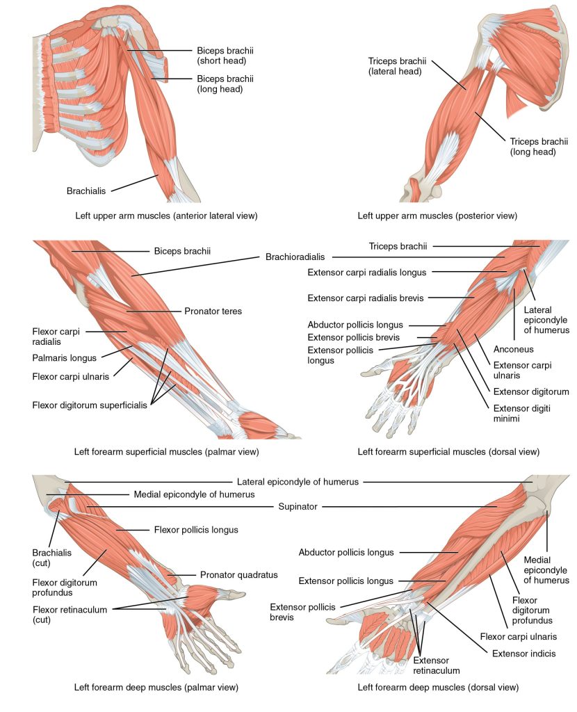 This image labels muscles such as the biceps brachii, brachialis, and triceps brachii, which control flexion, extension, and rotation of the forearm.