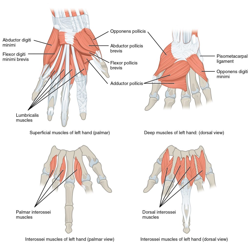 The intrinsic muscles of the hand both originate and insert within the hand. These muscles provide the fine motor control of the fingers by flexing, extending, abducting, and adducting the more distal finger and thumb segments.