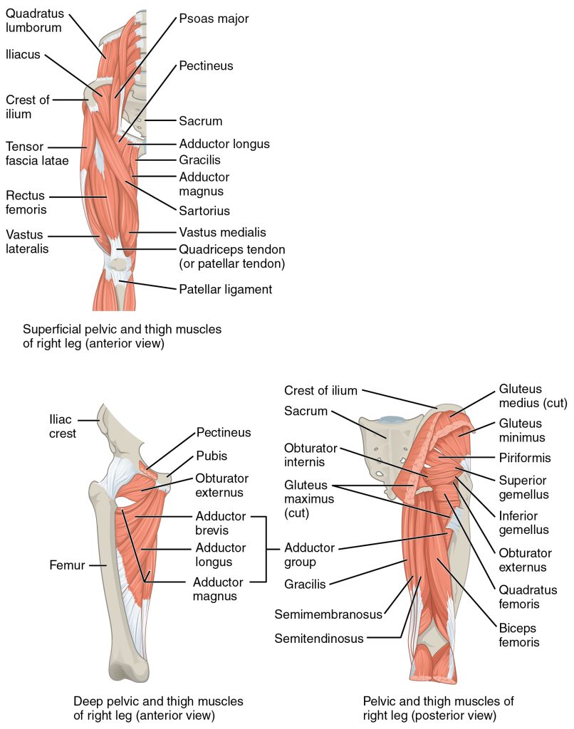 The large and powerful muscles of the hip that move the femur generally originate on the pelvic girdle and insert into the femur. The muscles that move the lower leg typically originate on the femur and insert into the bones of the knee joint. The anterior muscles of the femur extend the lower leg but also aid in flexing the thigh. The posterior muscles of the femur flex the lower leg but also aid in extending the thigh. A combination of gluteal and thigh muscles also adduct, abduct, and rotate the thigh and lower leg.