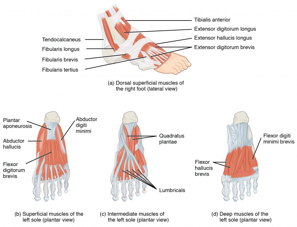 The muscles along the dorsal side of the foot (a) generally extend the toes while the muscles of the plantar side of the foot (b, c, d) generally flex the toes. The plantar muscles exist in three layers, providing the foot the strength to counterbalance the weight of the body. In this diagram, these three layers are shown from a plantar view beginning with the bottom-most layer just under the plantar skin of the foot (b) and ending with the top-most layer (d) located just inferior to the foot and toe bones.