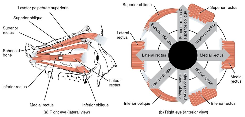 This diagram labels the extrinsic eye muscles, including the superior, inferior, lateral, and medial rectus muscles, as well as the superior and inferior oblique muscles. The diagram highlights their attachment points on the eyeball and their role in controlling eye position.